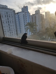 Pygochelidon cyanoleuca