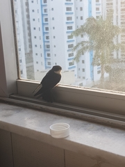 Pygochelidon cyanoleuca