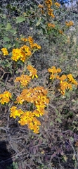 Zaluzania montagnifolia