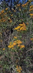 Zaluzania montagnifolia