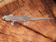 Gehyra purpurascens