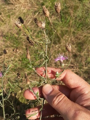 Centaurea borysthenica