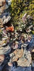 Protea recondita