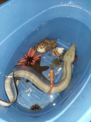 Conger marginatus