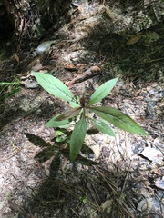 Lobelia cardinalis