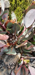 Protea recondita