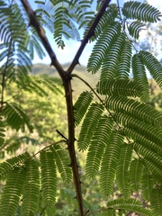 Senegalia westiana
