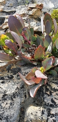 Protea recondita