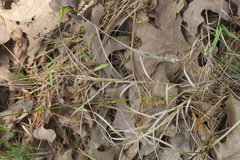 Carex reniformis