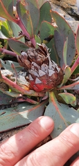 Protea recondita