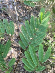 Senegalia westiana