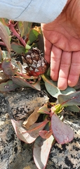 Protea recondita