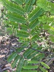 Senegalia westiana