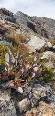Protea recondita