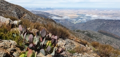 Protea recondita