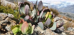 Protea recondita
