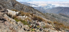 Protea recondita
