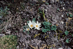 Knowltonia integrifolia