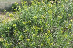 Senecio linifolius