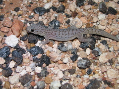 Gehyra purpurascens