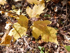 Toxicodendron radicans negundo