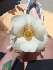 Magnolia grandiflora