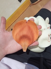 Magnolia grandiflora