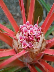 Bromelia goyazensis
