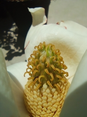 Magnolia grandiflora