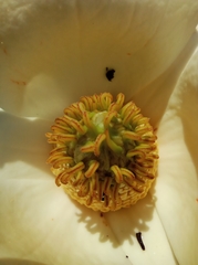 Magnolia grandiflora