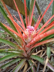 Bromelia goyazensis