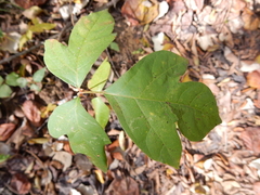 Toxicodendron radicans negundo