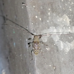 Atrypanius remissus