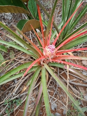 Bromelia goyazensis