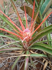 Bromelia goyazensis