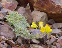 Tropaeolum polyphyllum