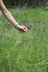 Sphenopholis obtusata