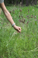 Sphenopholis obtusata