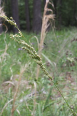 Sphenopholis obtusata