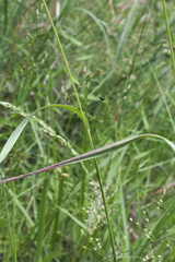 Sphenopholis obtusata