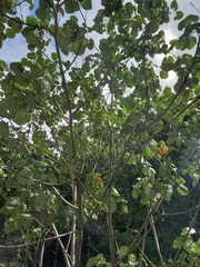 Hibiscus tiliaceus pernambucensis