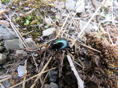Chrysolina cretica