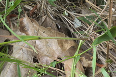 Sphenopholis obtusata