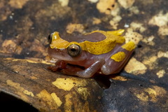 Dendropsophus leucophyllatus