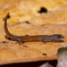 Brazilian Pygmy Gecko - Photo (c) Leonardo Merçon, some rights reserved (CC BY-NC), uploaded by Leonardo Merçon