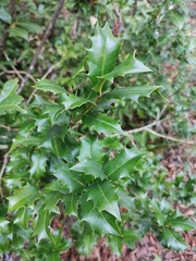 Ilex colchica