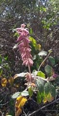 Salvia lasiantha