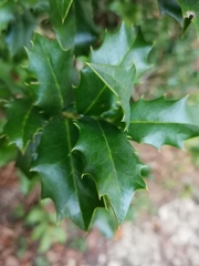 Ilex colchica