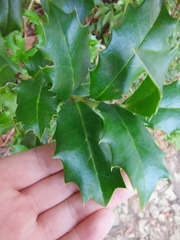 Ilex colchica