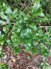 Ilex colchica